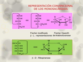 Desoxiazúcares
C
En glicósidos naturales
–antibióticos-
Importancia de los
ácidos
desoxiribonucleicos
DNA
- L-ramnopirano...