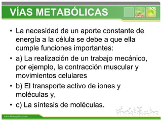 www.themegallery.com
VÍAS METABÓLICAS
• La necesidad de un aporte constante de
energía a la célula se debe a que ella
cumple funciones importantes:
• a) La realización de un trabajo mecánico,
por ejemplo, la contracción muscular y
movimientos celulares
• b) El transporte activo de iones y
moléculas y,
• c) La síntesis de moléculas.
 