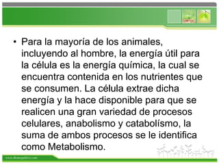 www.themegallery.com
• Para la mayoría de los animales,
incluyendo al hombre, la energía útil para
la célula es la energía química, la cual se
encuentra contenida en los nutrientes que
se consumen. La célula extrae dicha
energía y la hace disponible para que se
realicen una gran variedad de procesos
celulares, anabolismo y catabolísmo, la
suma de ambos procesos se le identifica
como Metabolismo.
 