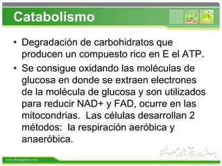 www.themegallery.com
Catabolismo
• Degradación de carbohidratos que
producen un compuesto rico en E el ATP.
• Se consigue oxidando las moléculas de
glucosa en donde se extraen electrones
de la molécula de glucosa y son utilizados
para reducir NAD+ y FAD, ocurre en las
mitocondrias. Las células desarrollan 2
métodos: la respiración aeróbica y
anaeróbica.
 