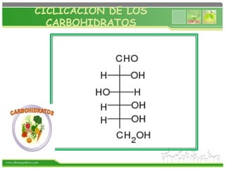 www.themegallery.com
CICLICACION DE LOS
CARBOHIDRATOS
 