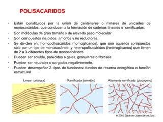 POLISACARIDOS
• Están constituidos por la unión de centenares o millares de unidades de
monosacáridos, que conducen a la formación de cadenas lineales o ramificadas.
• Son moléculas de gran tamaño y de elevado peso molecular
• Son compuestos insípidos, amorfos y no reductores.
• Se dividen en: homopolisacáridos (homoglicanos), que son aquellos compuestos
sólo por un tipo de monosacárido, y heteropolisacáridos (heteroglicanos) que tienen
de 2 a 3 diferentes tipos de monosacáridos.
• Pueden ser soluble, parecidos a geles, granulares o fibrosos.
• Pueden ser neutrales o cargados negativemente.
• Pueden desempeñar 2 tipos de funciones: función de reserva energética o función
estructural
Linear (celulosa) Ramificada (almidón) Altamente ramificada (glucógeno)
 