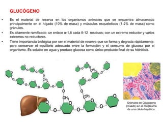 GLUCÓGENO
• Es el material de reserva en los organismos animales que se encuentra almacenado
principalmente en el hígado (10% de masa) y músculos esqueleticos (1-2% de masa) como
gránulos.
• Es altamente ramificado: un enlace α-1,6 cada 8-12 residuos; con un extremo reductor y varios
extremos no reductores.
• Tiene importancia biológica por ser el material de reserva que se forma y degrada rápidamente,
para conservar el equilibrio adecuado entre la formación y el consumo de glucosa por el
organismo. Es soluble en agua y produce glucosa como único producto final de su hidrólisis.
Gránulos de Glucógeno
(rosado) en el citoplasma
de una célula hepática.
 