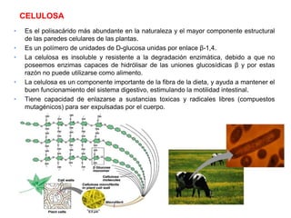 CELULOSA
• Es el polisacárido más abundante en la naturaleza y el mayor componente estructural
de las paredes celulares de las plantas.
• Es un polímero de unidades de D-glucosa unidas por enlace β-1,4.
• La celulosa es insoluble y resistente a la degradación enzimática, debido a que no
poseemos enzimas capaces de hidrólisar de las uniones glucosídicas β y por estas
razón no puede utilizarse como alimento.
• La celulosa es un componente importante de la fibra de la dieta, y ayuda a mantener el
buen funcionamiento del sistema digestivo, estimulando la motilidad intestinal.
• Tiene capacidad de enlazarse a sustancias toxicas y radicales libres (compuestos
mutagénicos) para ser expulsadas por el cuerpo.
 