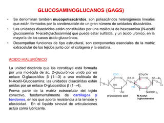 GLUCOSAMINOGLUCANOS (GAGS)
• Se denominan también mucopolisacáridos, son polisacáridos heterogéneos lineales
que están formados por la condensación de un gran número de unidades disacáridas.
• Las unidades disacáridas están constituídas por una molécula de hexosamina (N-acetil
glucosamina N-acetilglactosamina) que puede estar sulfatda, y un ácido urónico, en la
mayoría de los casos ácido glucorónico.
• Desempeñan funciones de tipo estructural, son componentes esenciales de la matriz
extracelular de los tejidos junto con el colágeno y la elastina.
ACIDO HIALURÓNICO
La unidad discárida que los constituye está formada
por una molécula de ác. D-glucurónico unido por un
enlace O-glucosídico β (1→3) a una molécula de
N-Acetil-Glucosamina; las unidades disacáridas están
unidas por un enlace O-glucosídico β (1→4).
Forma parte de la matriz extracelular del tejido
conectivo, fundamentalmente de cartílagos y
tendones, en los que aporta resistencia a la tensión y
elasticidad. En el líquido sinovial de articulaciones
actúa como lubricante.
 