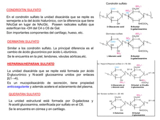 DERMATAN SULFATO
Similar a los condroitin sulfato. La principal diferencia es el
cambio de ácido glucorónico por ácido L-idurónico.
Se le encuentra en la piel, tendones, vávulas aórticas,etc.
CONDROITIN SULFATO
En el condroitin sulfato la unidad disacárida que se repite es
semejante a la del ácido hialurónico, con la diferencia que tiene
NAcGal en lugar de NAcGlc. Poseen radicales sulfato que
esterifican los -OH del C4 o C6 de Gal.
Son importantes componentes del cartílago, hueso, etc.
Condroitin sulfato
HEPARINA/HEPARAN SULFATO
La unidad disacárida que se repite está formada por ácido
D-glucurónico y N-acetil glucosamina unidos por enlaces
β(1→4).
Es un mucopolisacárido de secreción, tiene propiedad
anticoagulante y además acelera el aclaramiento del plasma.
QUERATAN SULFATO
La unidad estructural está formada por D-galactosa y
N-acetil glucosamina, esterificada por sulfato en el C6.
Se le encuentra en córnea y en cartílago.
 