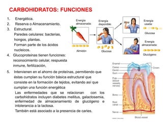 CARBOHIDRATOS: FUNCIONES
1. Energética.
2. Reserva o Almacenamiento.
3. Estructural.
Paredes celulares: bacterias,
hongos, plantas.
Forman parte de los ácidos
nucleicos.
4. Glucoproteinas tienen funciones:
reconocimiento celular, respuesta
inmune, fertilización,
5. Intervienen en el ahorro de proteínas, permitiendo que
éstas cumplan su función básica estructural que
consiste en la formación de tejidos, evitando así que
cumplan una función energética
Las enfermedades que se relacionan con los
carbohidratos incluyen diabetes mellitus, galactosemia,
enfermedad de almacenamiento de glucógeno e
intolerancia a la lactosa.
También está asociado a la presencia de caries.
Energía
almacenada:
Energía
usada:
Energía
disponible:
Almidón Glucosa
Glucógeno
Glucosa
Energía
almacenada:
 