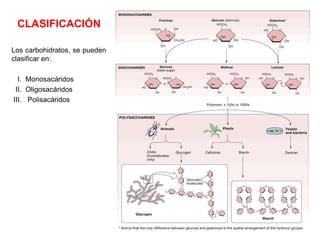 Figure 2-13-1: Carbohydrates
CLASIFICACIÓN
Los carbohidratos, se pueden
clasificar en:
I. Monosacáridos
II. Oligosacáridos
III. Polisacáridos
 