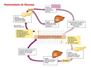 Homeostasis de Glucosa
Insulina
Células
beta de páncreas
estimuladas liberan
insulina a la sangre
Células
corporales
obtienen más
glucosa
Nivel plasmático de glucosa
baja; estímulo para la
liberación de insulina
disminuye
Hígado
obtiene glucosa y
la almacena como
glucógeno
Alto nivel de
glucosa sanguínea
ESTIMULO:
Aumento de nivel de
glucosa sanguínea
(ej., después de comer
una dieta rica en
carbohidratos) Homeostasis: Nivel normal de glucosa
sanguínea (entre 70 a 110 mg/100 mL) ESTIMULO:
Disminución de
nivel de glucosa
sanguínea
(ej. entre comidas)
Células
alfa de páncreas
estimuladas liberan el
glucagon a la sangre
Glucagon
Hígado
degrada glucógeno y
libera glucosa a la
sangre
Nivel plasmático de glucosa
se eleva; estímulo para
liberación de glucagon
disminuye
 