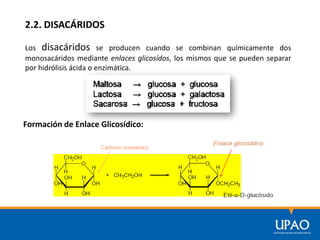 2.2. DISACÁRIDOS
Los disacáridos se producen cuando se combinan químicamente dos
monosacáridos mediante enlaces glicosídos...