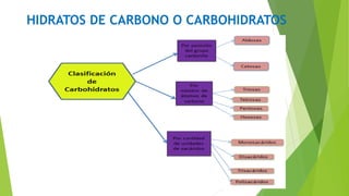 HIDRATOS DE CARBONO O CARBOHIDRATOS
 