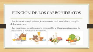 • Son fuente de energía química, fundamentales en el metabolismo energético
de los seres vivos.
• Los organismos los utilizan como combustible, al liberar energía química de
ellos durante la combustión respiratoria.
FUNCIÓN DE LOS CARBOHIDRATOS
 