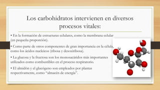 Los carbohidratos intervienen en diversos
procesos vitales:
• En la formación de estructuras celulares, como la membrana celular
(en pequeña proporción).
• Como parte de otros componentes de gran importancia en la célula,
como los ácidos nucleicos (ribosa y desoxiribosa).
• La glucosa y la fructosa son los monosacáridos más importantes
utilizados como combustibles en el proceso respiratorio.
• El almidón y el glucógeno son empleados por plantas
respectivamente, como “almacén de energía”.
 