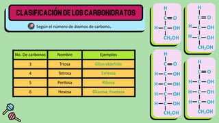Según el número de átomos de carbono.
No. De carbonos Nombre Ejemplos
3 Triosa Gliceraldehído
4 Tetrosa Eritrosa
5 Pentosa Ribosa
6 Hexosa Glucosa, fructosa
H
C O
C OH
CH2OH
H
CH2OH
H
C O
C OH
C OH
H
H
H
C O
H C OH
H C OH
H C OH
H
C O
H C OH
H C OH
H C OH
H C OH
CH2OH
CH2OH
 