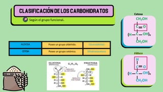 Según el grupo funcional.
ALDOSA Posee un grupo aldehído. Gliceraldehído
CETOSA Posee un grupo cetónico. Dihidroxiacetona
C OH)n
CH2OH
(H
CH2OH
C O
C OH)n
CH2OH
(H
Aldosa
H
C O
 