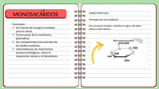 Funciones:
 Ser fuente de energía inmediata
para la célula.
 Forma parte de la membrana
plasmática.
 Ser componentes estructurales de
los ácidos nucleicos.
 intermediarios de importantes
procesos biológicos, como la
respiración celular y la fotosíntesis.
CARACTERISTICAS:
Formado por una molécula.
Son azucares simples, solubles en agua, de sabor
dulce y color blanco
MONOSACÁRIDOS
´
 