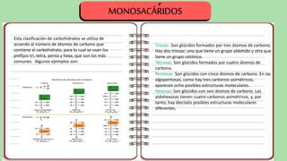 Esta clasificación de carbohidratos se utiliza de
acuerdo al número de átomos de carbono que
contiene el carbohidrato, para lo cual se usan los
prefijos tri, tetra, penta y hexa, que son los más
comunes. Algunos ejemplos son:
Triosas: Son glúcidos formados por tres átomos de carbono.
Hay dos triosas: una que tiene un grupo aldehído y otra que
tiene un grupo cetónico.
Tetrosas: Son glúcidos formados por cuatro átomos de
carbono.
Pentosas: Son glúcidos con cinco átomos de carbono. En las
algopentosas, como hay tres carbonos asimétricos,
aparecen ocho posibles estructuras moleculares.
Hexosas: Son glúcidos con seis átomos de carbono. Las
aldohexosas tienen cuatro carbonos asimétricos, y, por
tanto, hay dieciséis posibles estructuras moleculares
diferentes.
MONOSACÁRIDOS
´
 