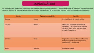 Los monosacáridos son glúcidos constituidos por una sola cadena polihidrocialdehídica o polihidroxicetónica. No puede por ello descomponerse
mediante hidrólisis. Se nombran añadiendo la terminación –osa al número de carbonos. Por ejemplo, triosa, tetrosa, pentosa, hexosa, etc.
Nombre Tipo de monosacárido Función
Glucosa Hexosa Principal fuente de energía celular.
Fructosa Hexosa La fructosa, cuando se la ingiere, se
metaboliza y se transforma en glucosa,
nutriente que a su vez le proporciona
energía al organismo.
Galactosa Hexosa La galactosa desempeña varias funciones
biológicas y participa en los procesos
inmunitarios y neuronales.
Ribosa Pentosa Constituye el ARN.
MONOSACÁRIDOS
`
 