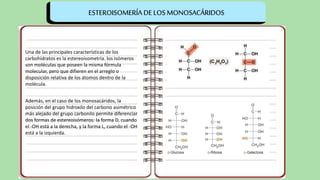 Los carbohidratos presentan un tipo particular de
estereoisometría: isomería óptica, en la cual se
tienen parejas deformas isoméricas llamadas
enantiómeros. Los enantiómerosson imágenes
especulares no superponibles.
Una de las principales características de los
carbohidratos es la estereoisometría. los isómeros
son moléculas que poseen la misma fórmula
molecular, pero que difieren en el arreglo o
disposición relativa de los átomos dentro de la
molécula.
Además, en el caso de los monosacáridos, la
posición del grupo hidroxilo del carbono asimétrico
más alejado del grupo carbonilo permite diferenciar
dos formas de estereoisómeros: la forma D, cuando
el -OH está a la derecha, y la forma L, cuando el -OH
está a la izquierda.
ESTEROISOMERÍA DE LOS MONOSACÁRIDOS
 