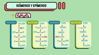 CH2OH
C O
HO C H
H C OH
H C OH
CHO
H C O
H
HO C H
H C OH
H C OH
CH2OH
Glucosa CHO
HCOH
HOCH
HO CH
H C OH
CH2OH
Galactosa CHO
CH
Manosa
HO
HOCH
HCOH
HCOH
CH2OH
Fructosa
CH2OH
C6H12O6
 