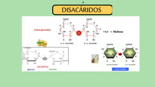 ´
DISACÁRIDOS
 