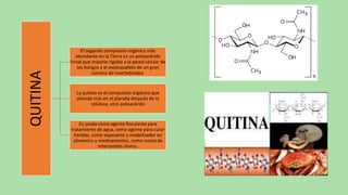 QUITINA
El segundo compuesto orgánico más
abundante en la Tierra es un polisacárido
lineal que imparte rigidez a la pared celular de
los hongos y al exoesqueleto de un gran
número de invertebrados.
La quitina es el compuesto orgánico que
abunda más en el planeta después de la
celulosa, otro polisacárido
Es usada como agente floculante para
tratamiento de agua, como agente para curar
heridas, como espesante y estabilizador en
alimentos y medicamentos, como resina de
intercambio iónico.
 