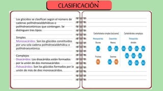 Los glúcidos se clasifican según el número de
cadenas polihidroxialdehídicas o
polihidroxicetónicas que contengan. Se
distinguen tres tipos:
Simples
Monosacáridos: Son los glúcidos constituidos
por una sola cadena polihidroxialdehídica o
polihidroxicetónica.
Complejos
Disacáridos: Los disacáridos están formados
por la unión de dos monosacáridos
Polisacáridos: Son los glúcidos formados por la
unión de más de diez monosacáridos.
CLASIFICACIÓN
`
 