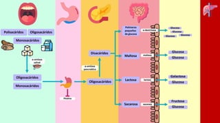 x
α-amilasa
salival
Ptialina
α-amilasa
pancreática
lactasa
sacarasa
maltasa
α-dextrinasa
Polímeros
pequeños
de glucosa
Maltosa
Sacarosa
Lactosa
Galactosa
Glucosa
Fructosa
Glucosa
Glucosa
Glucosa
Glucosa
Glucosa
Glucosa
Glucosa
Polisacáridos Oligosacáridos
Monosacáridos
Oligosacáridos
Monosacáridos
Oligosacáridos
Disacáridos
 
