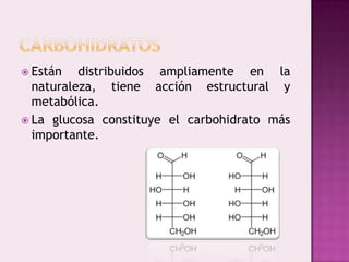 Carbohidratos Están distribuidos ampliamente en la naturaleza, tiene acción estructural y metabólica. La glucosa constituye el carbohidrato más importante. 