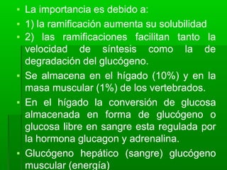 ▪ La importancia es debido a:
▪ 1) la ramificación aumenta su solubilidad
▪ 2) las ramificaciones facilitan
velocidad de síntesis como
tanto la
la de
degradación del glucógeno.
▪ Se almacena en el hígado (10%) y en la
masa muscular (1%) de los vertebrados.
▪ En el hígado la conversión de glucosa
almacenada en forma de glucógeno o
glucosa libre en sangre esta regulada por
la hormona glucagon y adrenalina.
▪ Glucógeno hepático (sangre) glucógeno
muscular (energía)
 