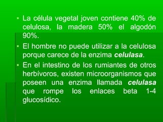 ▪ La célula vegetal joven contiene 40% de
celulosa, la madera 50% el algodón
90%.
▪ El hombre no puede utilizar a la celulosa
porque carece de la enzima celulasa.
▪ En el intestino de los rumiantes de otros
herbívoros, existen microorganismos que
poseen una enzima llamada celulasa
que rompe los enlaces beta 1-4
glucosídico.
 