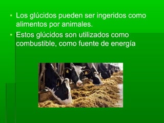 ▪ Los glúcidos pueden ser ingeridos como
alimentos por animales.
▪ Estos glúcidos son utilizados como
combustible, como fuente de energía
 