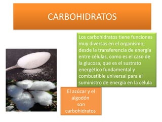 CARBOHIDRATOS
Los carbohidratos tiene funciones
muy diversas en el organismo;
desde la transferencia de energía
entre células, como es el caso de
la glucosa, que es el sustrato
energético fundamental y
combustible universal para el
suministro de energía en la célula
El azúcar y el
algodón
son
carbohidratos

 