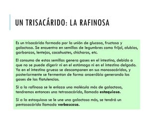 UN TRISACÁRIDO: LA RAFINOSA
Es un trisacárido formado por la unión de glucosa, fructosa y
galactosa. Se encuentra en semillas de legumbres como frijol, alubias,
garbanzos, lentejas, cacahuates, chícharos, etc.
El consumo de estas semillas genera gases en el intestino, debido a
que no se puede digerir ni en el estómago ni en el intestino delgado.
Ya en el intestino grueso se descomponen en sus monosacáridos, y
posteriormente se fermentan de forma anaeróbia generando los
gases de las flatulencias.
Si a la rafinosa se le enlaza una molécula más de galactosa,
tendremos entonces una tetrasacárido, llamado estaquiosa.
Si a la estaquiosa se le une una galactosa más, se tendrá un
pentasacárido llamado verbascosa.
 
