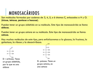 MONOSACÁRIDOS
Son moléculas formadas por cadenas de 3, 4, 5, o 6 átomos C, enlazadas a H y O.
(triosa, tetrosa, pentosa o hexosa).
Pueden tener un grupo aldehído en su molécula. Este tipo de monosacárido se llama
aldosa.
Pueden tener un grupo cetona en su molécula. Este tipo de monosacárido se llama:
cetosa.
Hay muchas moléculas de este tipo, pero enfatizaremos a la glucosa, la fructosa, la
galactosa, la ribosa y la desoxirribosa.
O
OH
H OH
H OH
D – eritrosa. Tiene
un grupo aldehído,
por lo que es una
aldosa
OH
O
H OH
H OH
H OH
OH
D- psicosa. Tiene un
grupo cetona, es
una cetosa
 