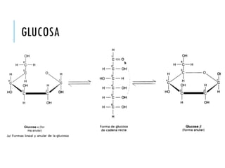 GLUCOSA
 
