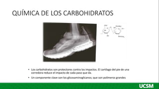 QUÍMICA DE LOS CARBOHIDRATOS
• Los carbohidratos son protectores contra los impactos. El cartílago del pie de una
corredora reduce el impacto de cada paso que da.
• Un componente clave son los glicosaminoglicanos; que son polímeros grandes
 
