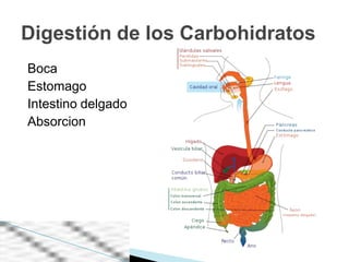 Digestión de los Carbohidratos
Boca
Estomago
Intestino delgado
Absorcion
 