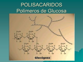 Reacción de deshidratación Formación del enlace glucosídico.