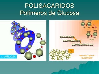 POLISACARIDOSPolímeros de Glucosa