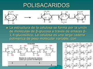POLISACARIDOSPolímeros de Glucosa
