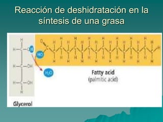 ClasificaciónLípidos simplesLípidos complejosLípidos isoprenoides o insaponificables