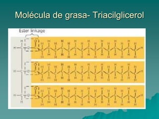 Reacción de deshidratación en la síntesis de una grasa