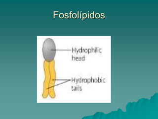 Molécula de grasa- Triacilglicerol