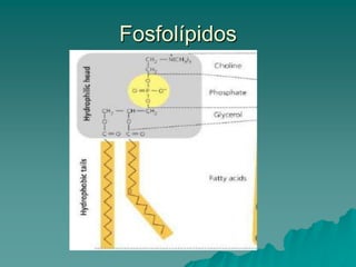 Fosfolípidos