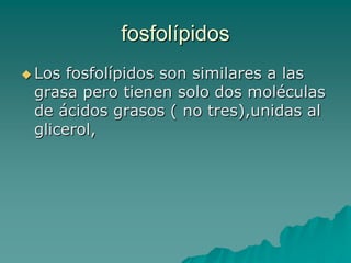 Fosfolípidos