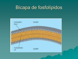 fosfolípidosLos fosfolípidos son similares a las grasa pero tienen solo dos moléculas de ácidos grasos ( no tres),unidas al glicerol, 