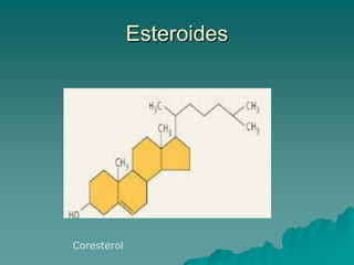 Bicapa de fosfolípidos