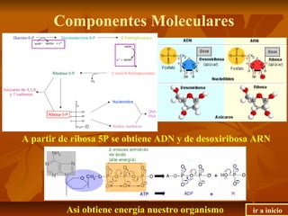 Componentes Moleculares
A partir de ribosa 5P se obtiene ADN y de desoxiribosa ARN
Asi obtiene energía nuestro organismo ir a inicio
ATP
 