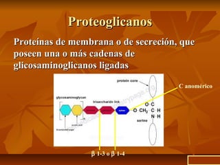 ProteoglicanosProteoglicanos
Proteínas de membrana o de secreción, queProteínas de membrana o de secreción, que
poseen una o más cadenas deposeen una o más cadenas de
glicosaminoglicanos ligadasglicosaminoglicanos ligadas
C anomérico
β 1-3 o β 1-4
ir a inicio
 
